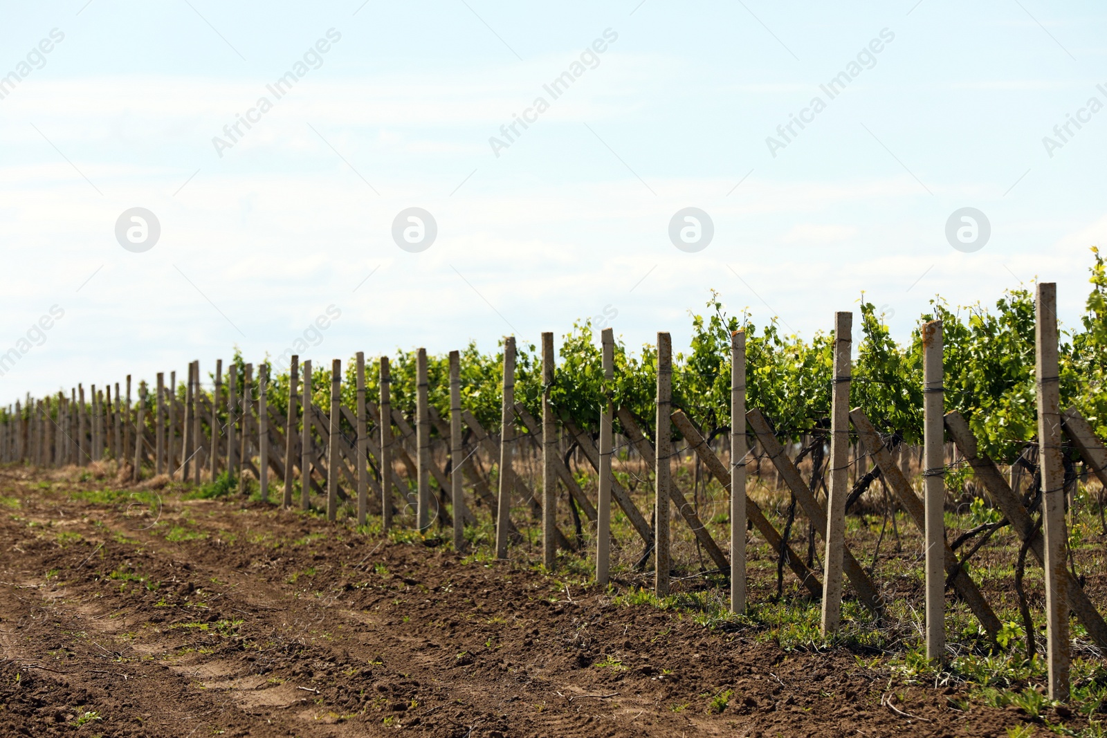 Photo of Beautiful vineyard on sunny day. Agricultural field