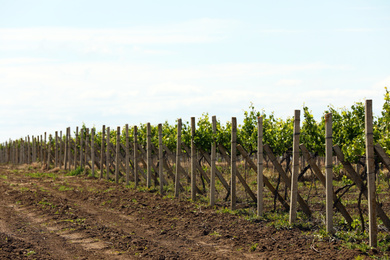 Beautiful vineyard on sunny day. Agricultural field