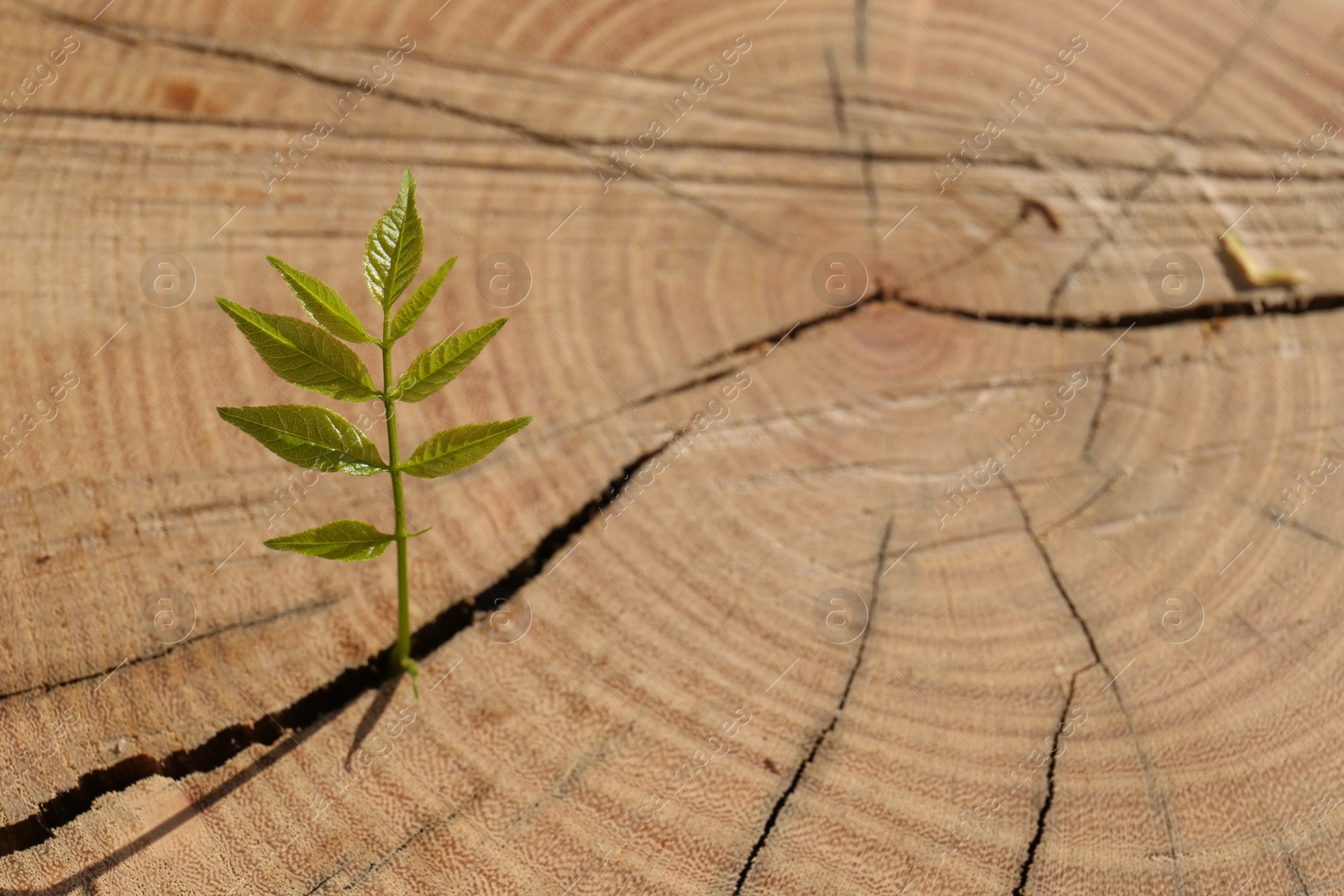 Photo of Young seedling growing out of tree stump, closeup with space for text. New life concept