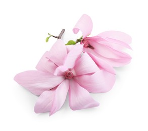 Photo of Beautiful pink magnolia flowers isolated on white