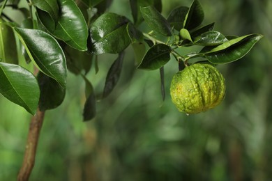 Closeup view of bergamot tree with fruit outdoors