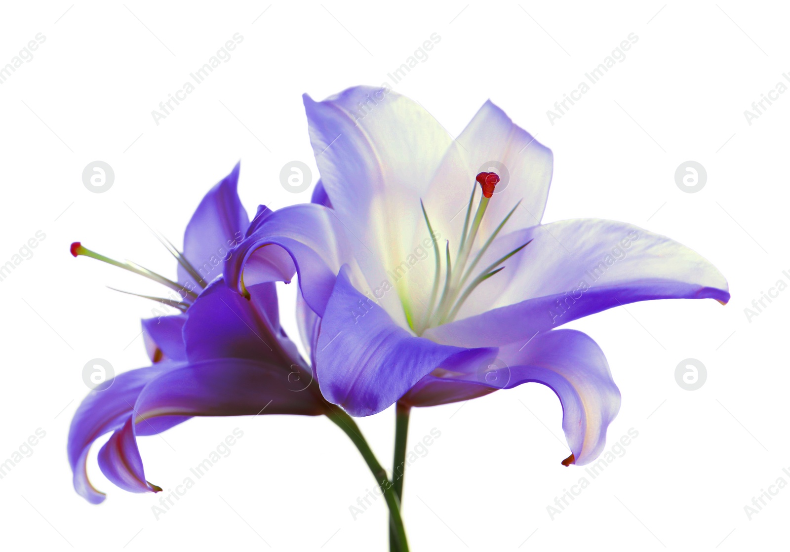 Image of Amazing violet lily flowers isolated on white