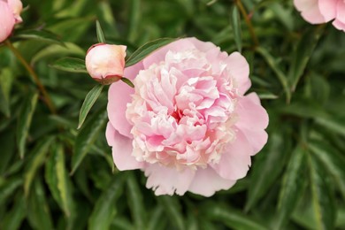 Beautiful blooming pink peony flower in garden, closeup