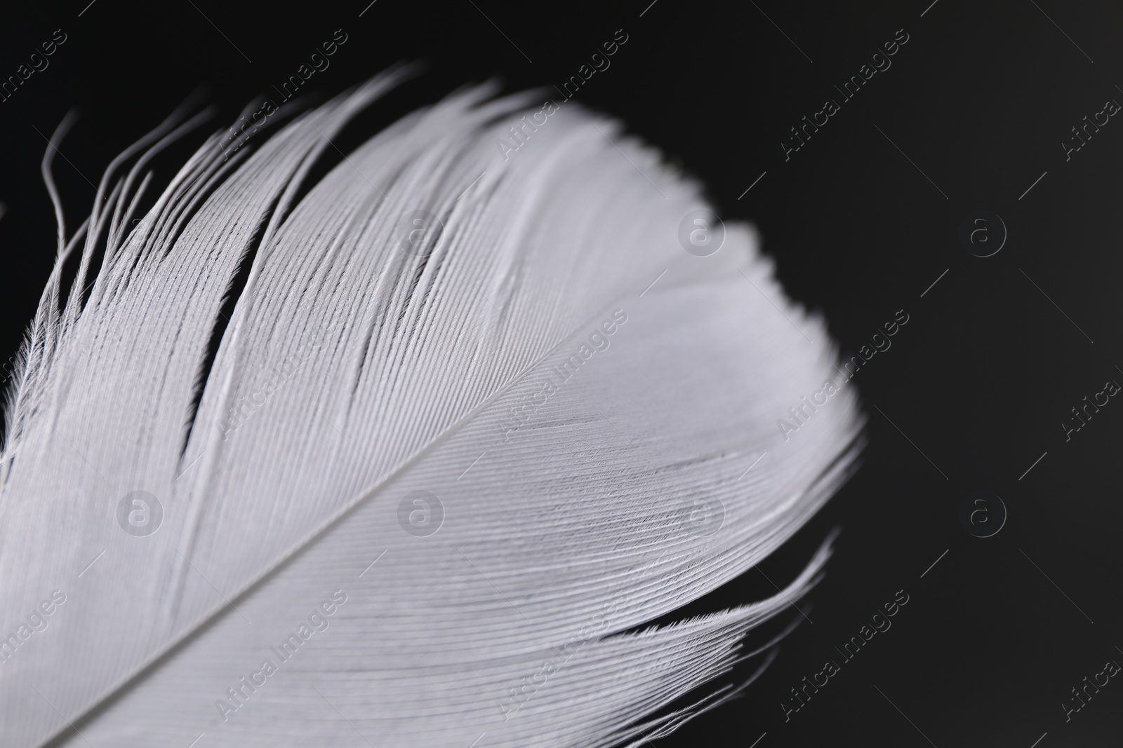 Photo of Fluffy white feather on black background, closeup