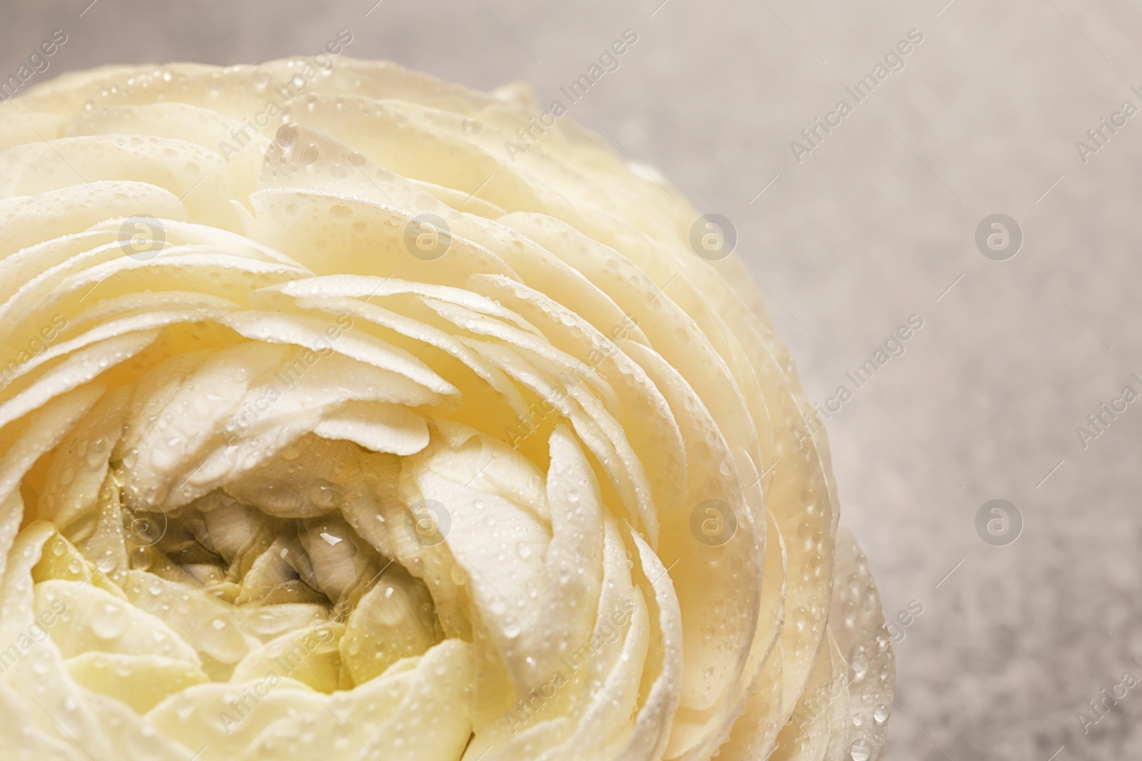 Photo of Beautiful ranunculus flower, closeup