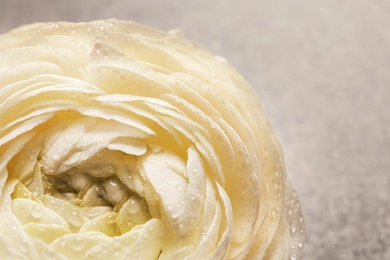 Photo of Beautiful ranunculus flower, closeup