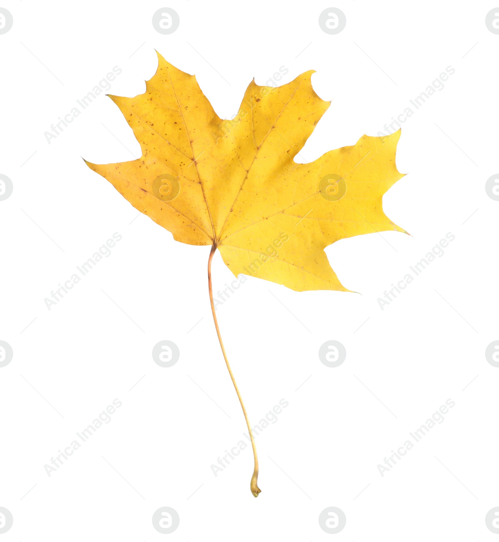 Photo of One maple leaf isolated on white. Autumn season