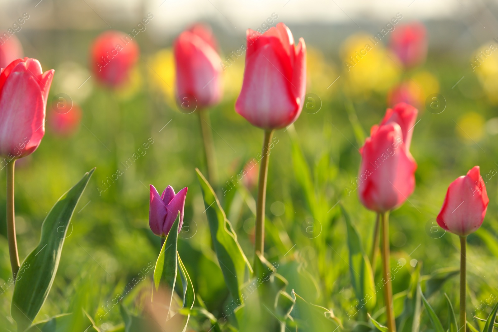 Photo of Field with fresh beautiful tulips. Blooming flowers