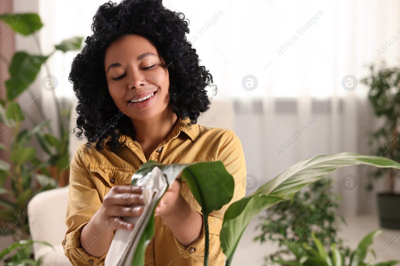 Photo of Happy woman wiping beautiful houseplant leaf indoors