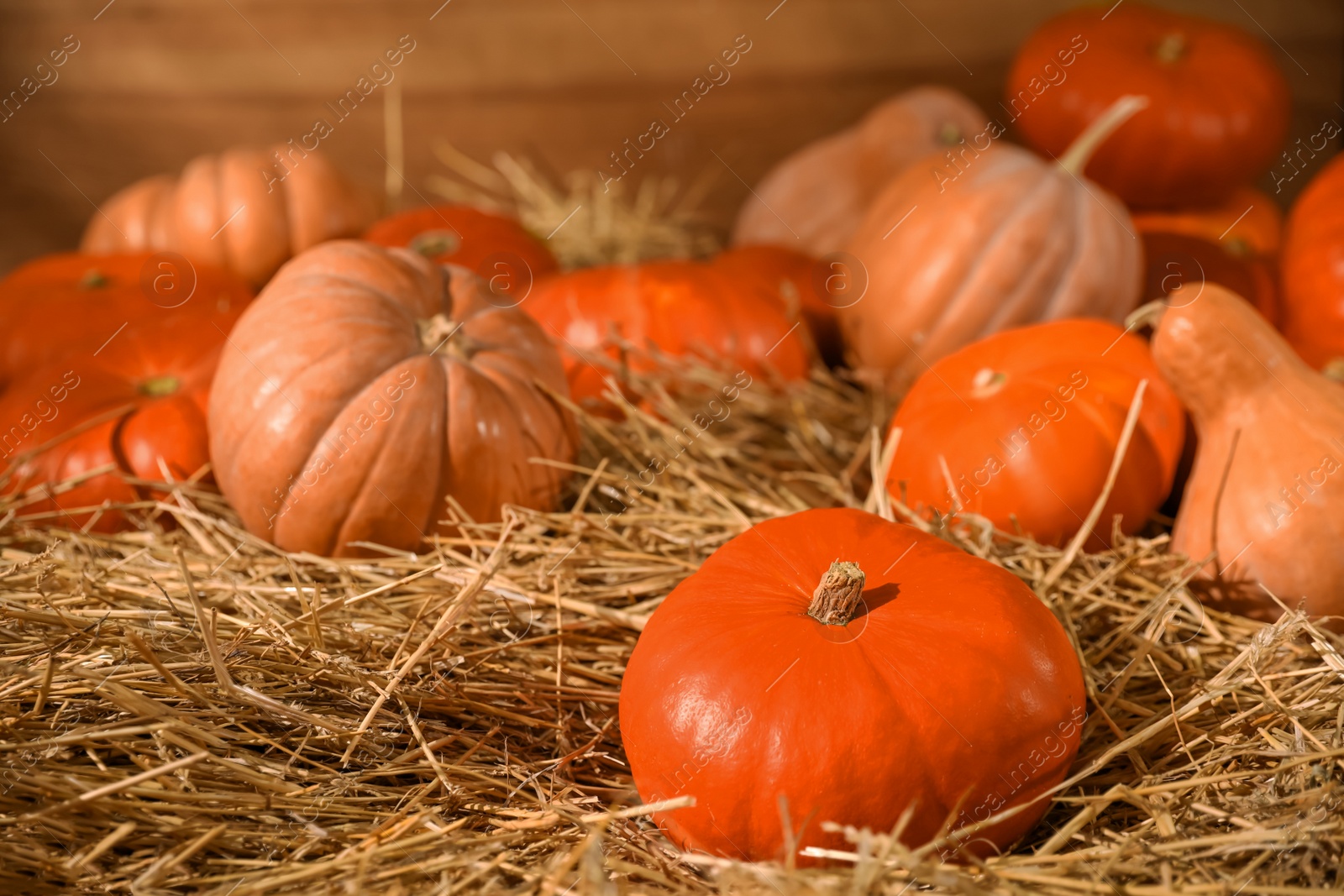 Photo of Fresh orange pumpkins on dry hay in barn