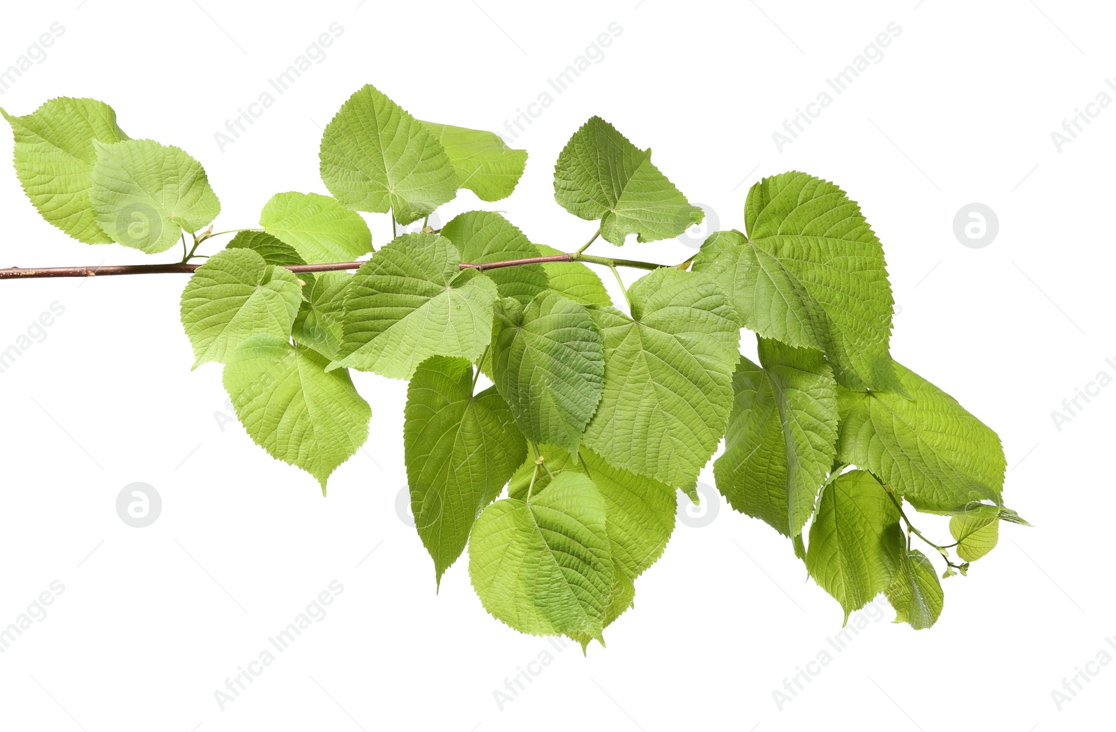 Photo of Branch of linden tree with young fresh green leaves isolated on white. Spring season