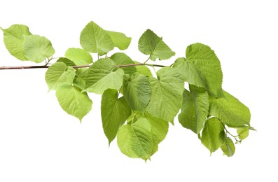 Branch of linden tree with young fresh green leaves isolated on white. Spring season