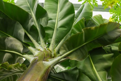 Photo of Beautiful banana tree with lush leaves growing in greenhouse, bottom view