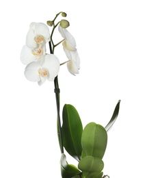 Photo of Beautiful tropical orchid flower on white background