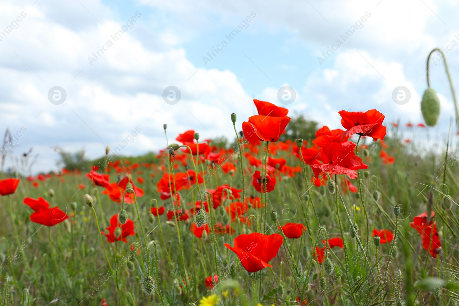 Photo of Beautiful red poppy flowers growing in field