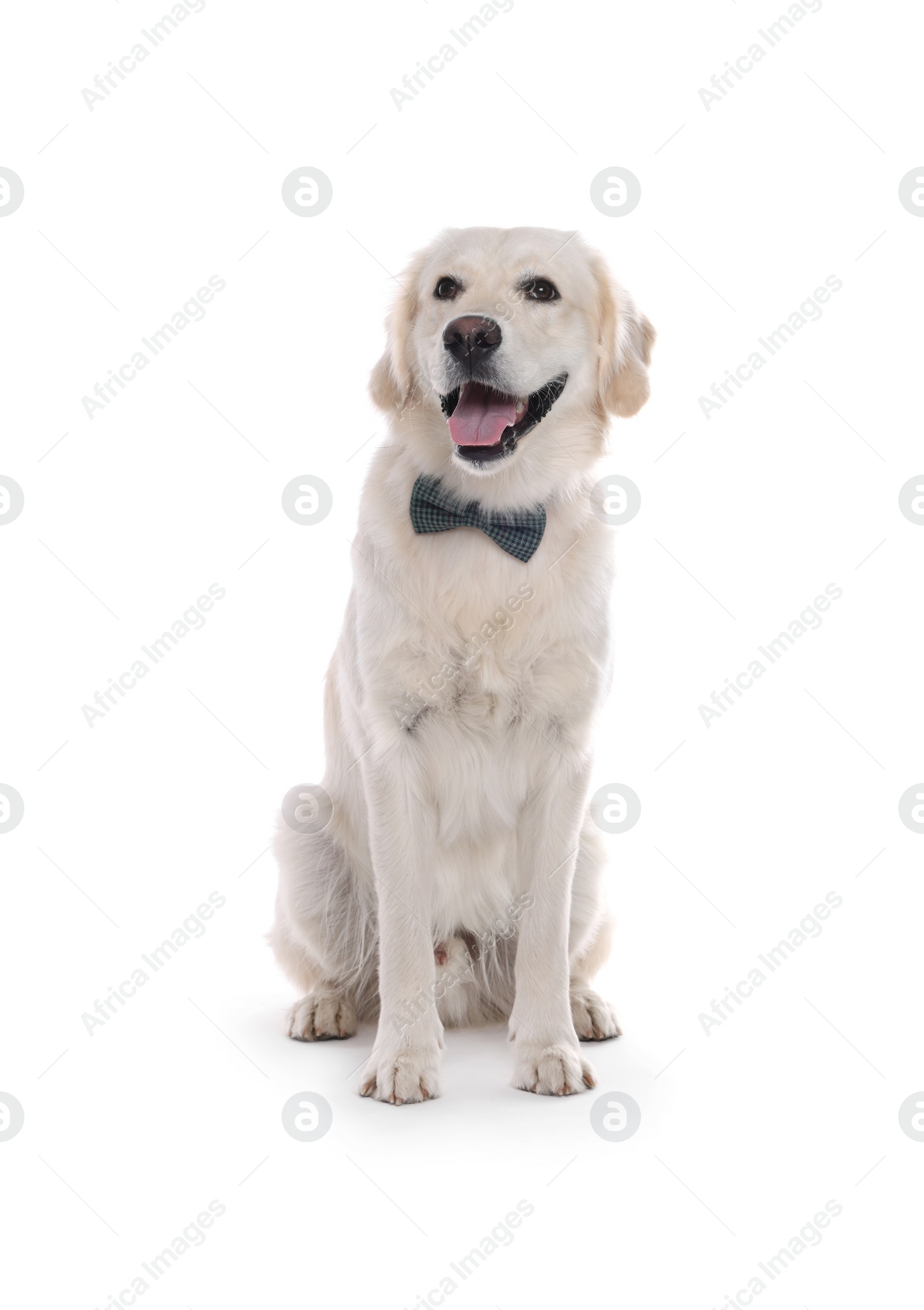 Photo of Cute Labrador Retriever with stylish bow tie on white background