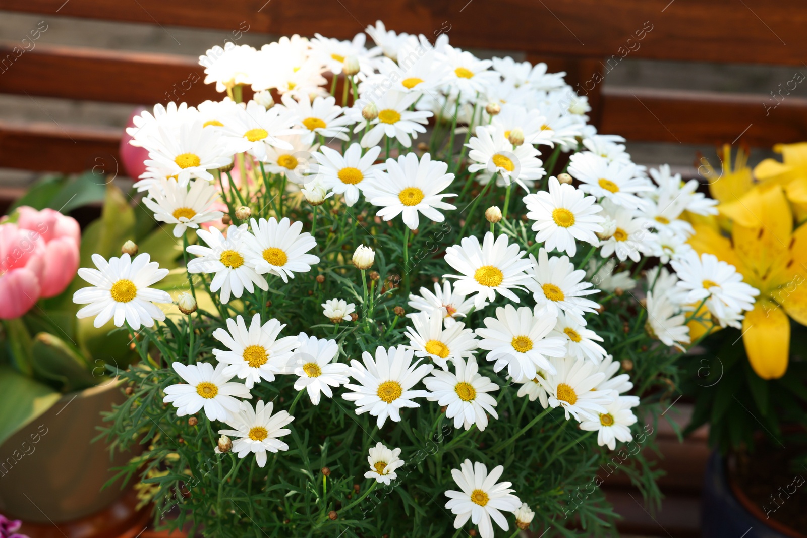 Photo of Beautiful blooming daisy plant outdoors, closeup view