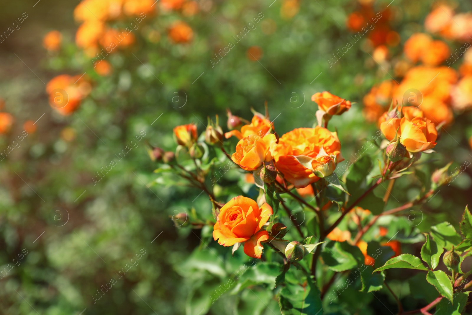 Photo of Green bush with beautiful roses in blooming garden on sunny day