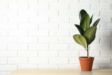 Photo of Rubber plant in pot on table near brick wall, space for text. Home decor