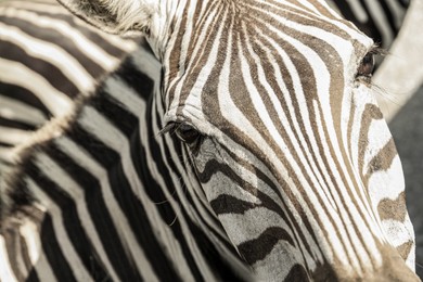 Photo of Beautiful striped African zebra in safari park, closeup