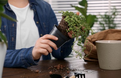 Woman transplanting houseplant into new pot at wooden table indoors, closeup