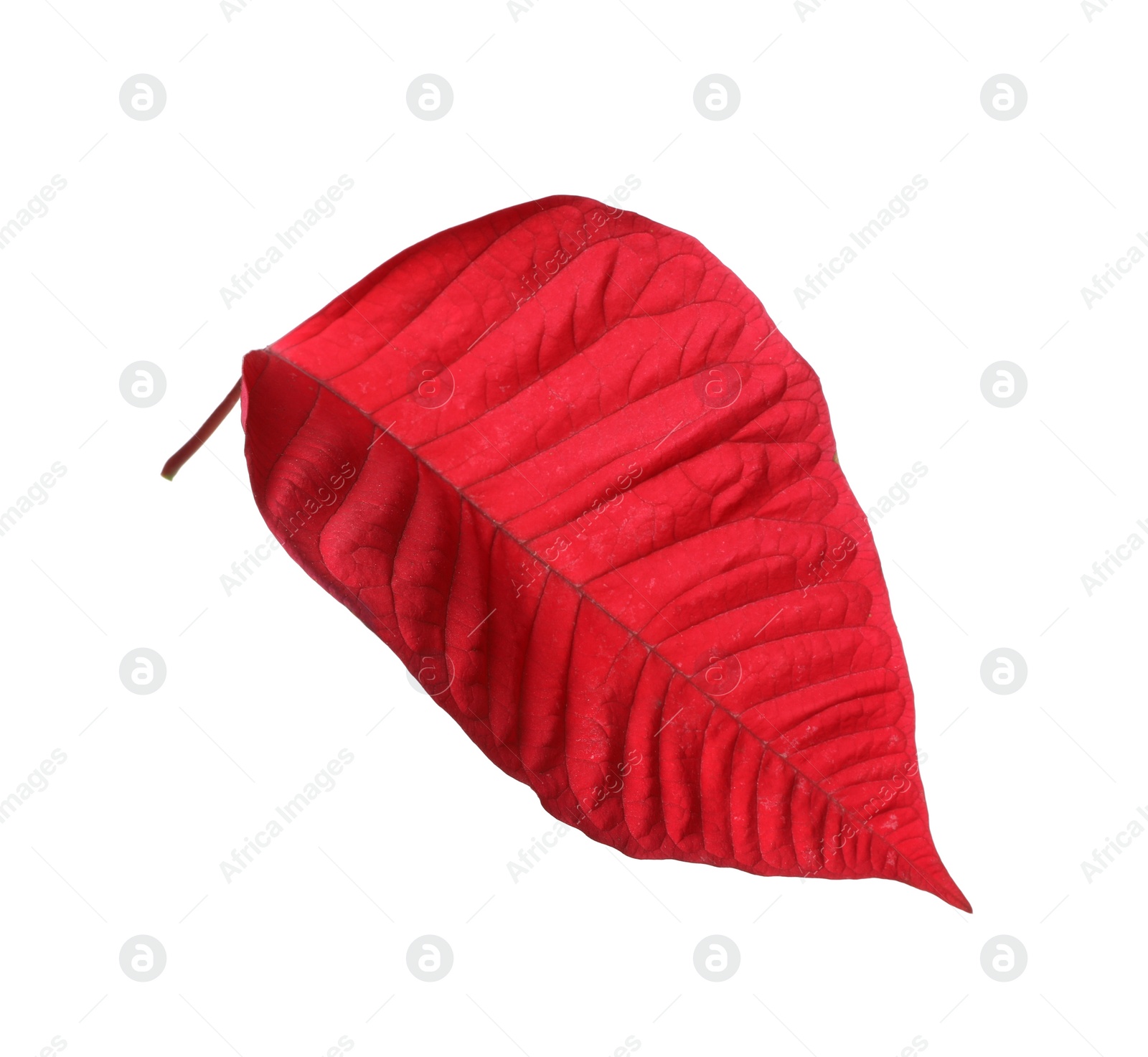 Photo of Leaf of tropical poinsettia plant isolated on white