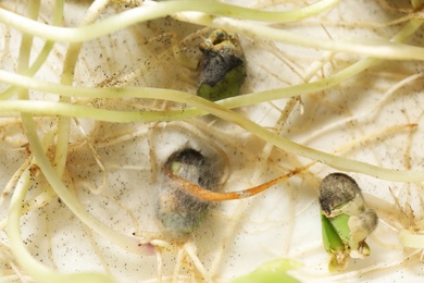Photo of Sprouted soybeans with mold on white background, closeup. Laboratory research