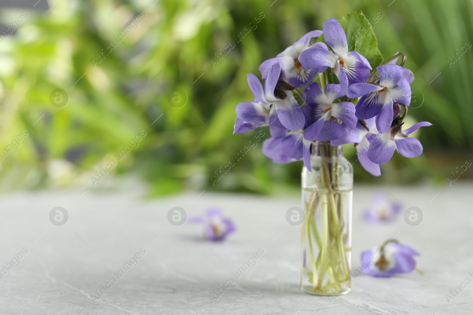 Photo of Beautiful wood violets on white table, space for text. Spring flowers