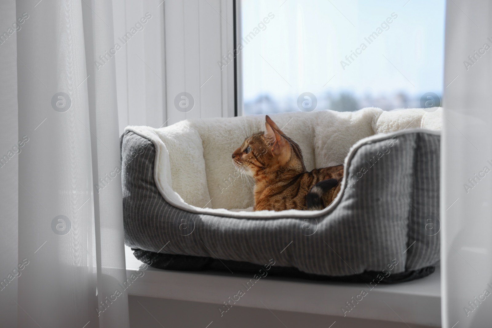 Photo of Cute Bengal cat lying on pet bed on windowsill at home