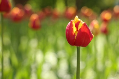 Beautiful bright tulips growing outdoors on sunny day, closeup. Space for text