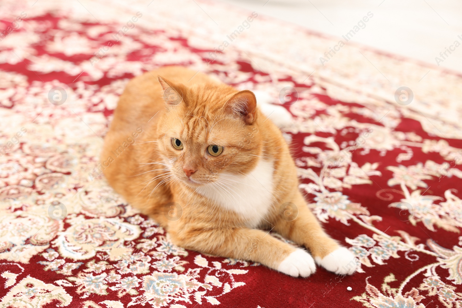 Photo of Cute ginger cat lying on carpet with pattern