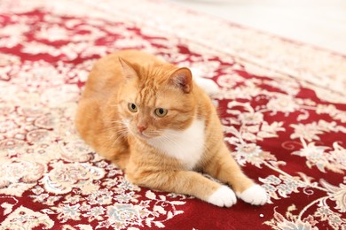 Photo of Cute ginger cat lying on carpet with pattern