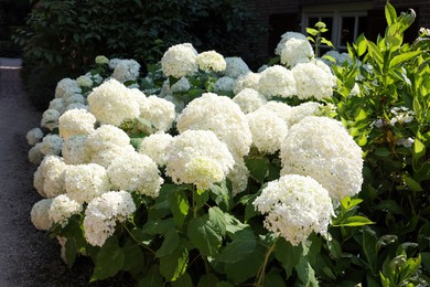 Photo of Beautiful hydrangea shrubs with white flowers outdoors