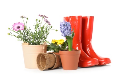 Potted blooming flowers and gardening equipment on white background