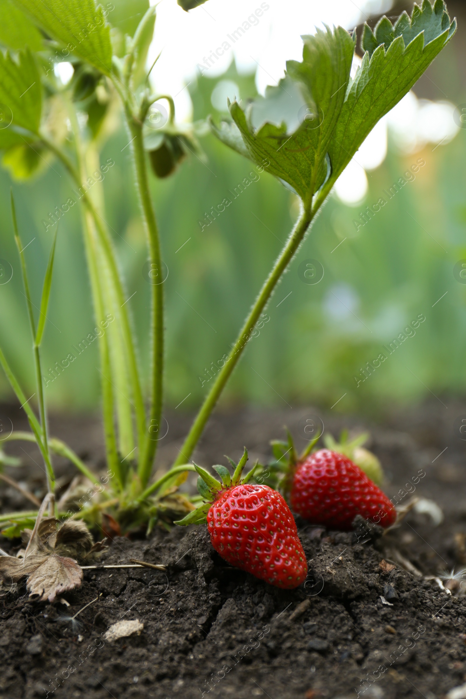 Photo of Strawberry plant with red fruits on ground outdoors, closeup