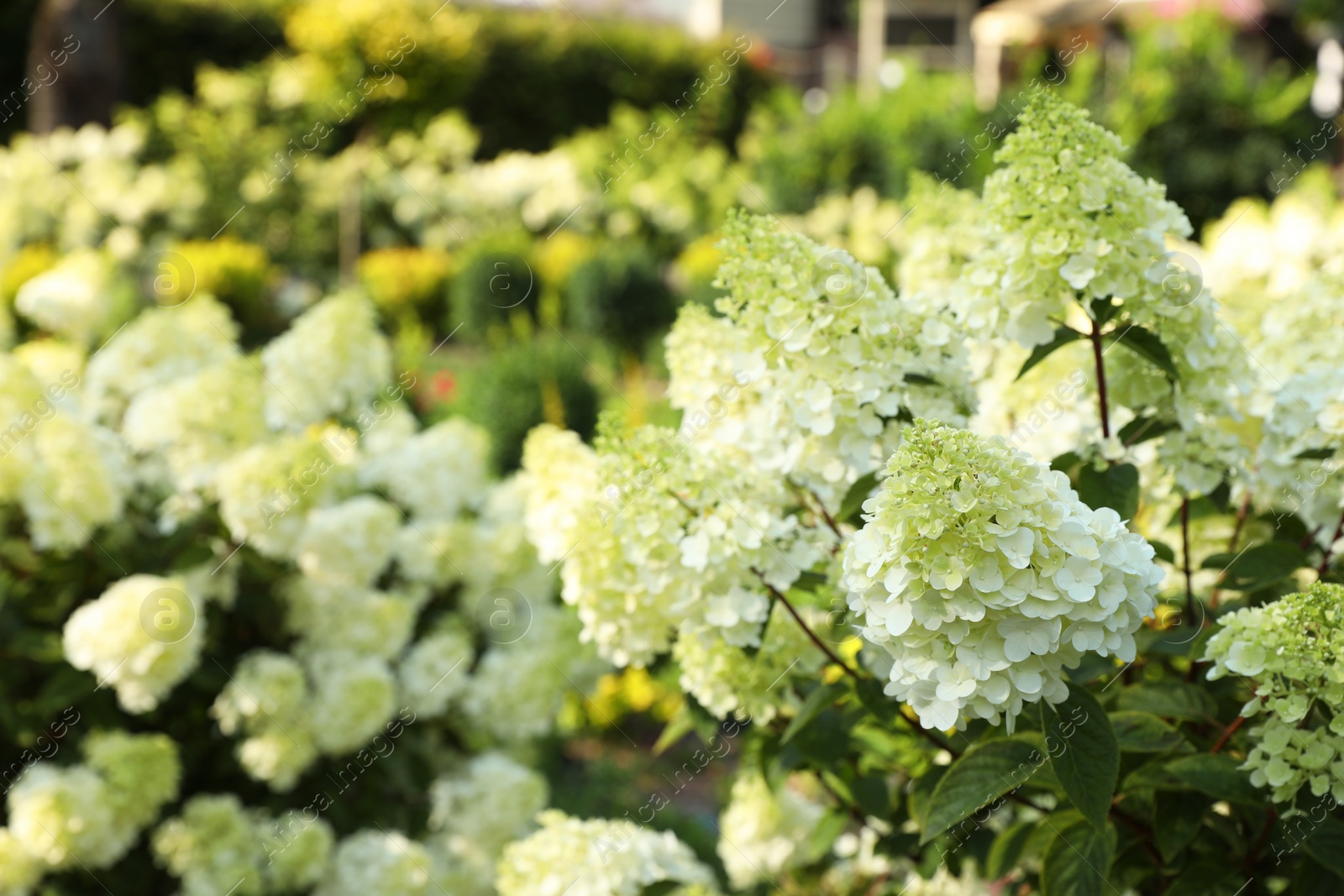 Photo of Beautiful hydrangea with blooming white flowers growing in garden, space for text