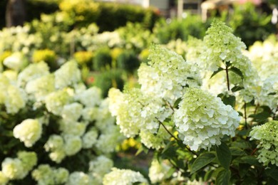 Beautiful hydrangea with blooming white flowers growing in garden, space for text