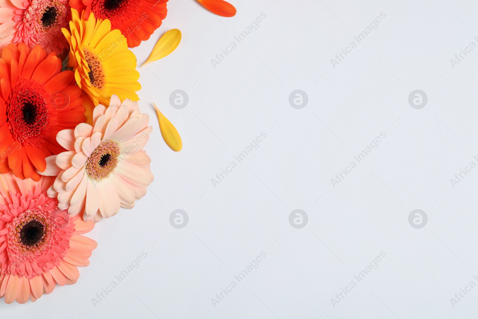 Photo of Beautiful colorful gerbera flowers and petals on white background, flat lay. Space for text
