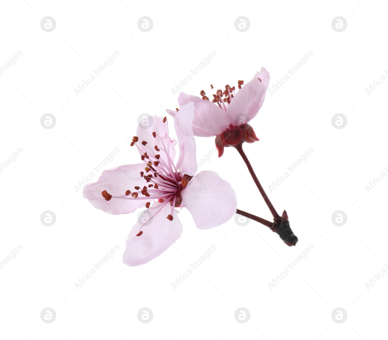 Photo of Beautiful spring tree blossoms isolated on white