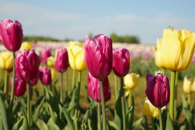 Beautiful colorful tulip flowers growing in field on sunny day, closeup