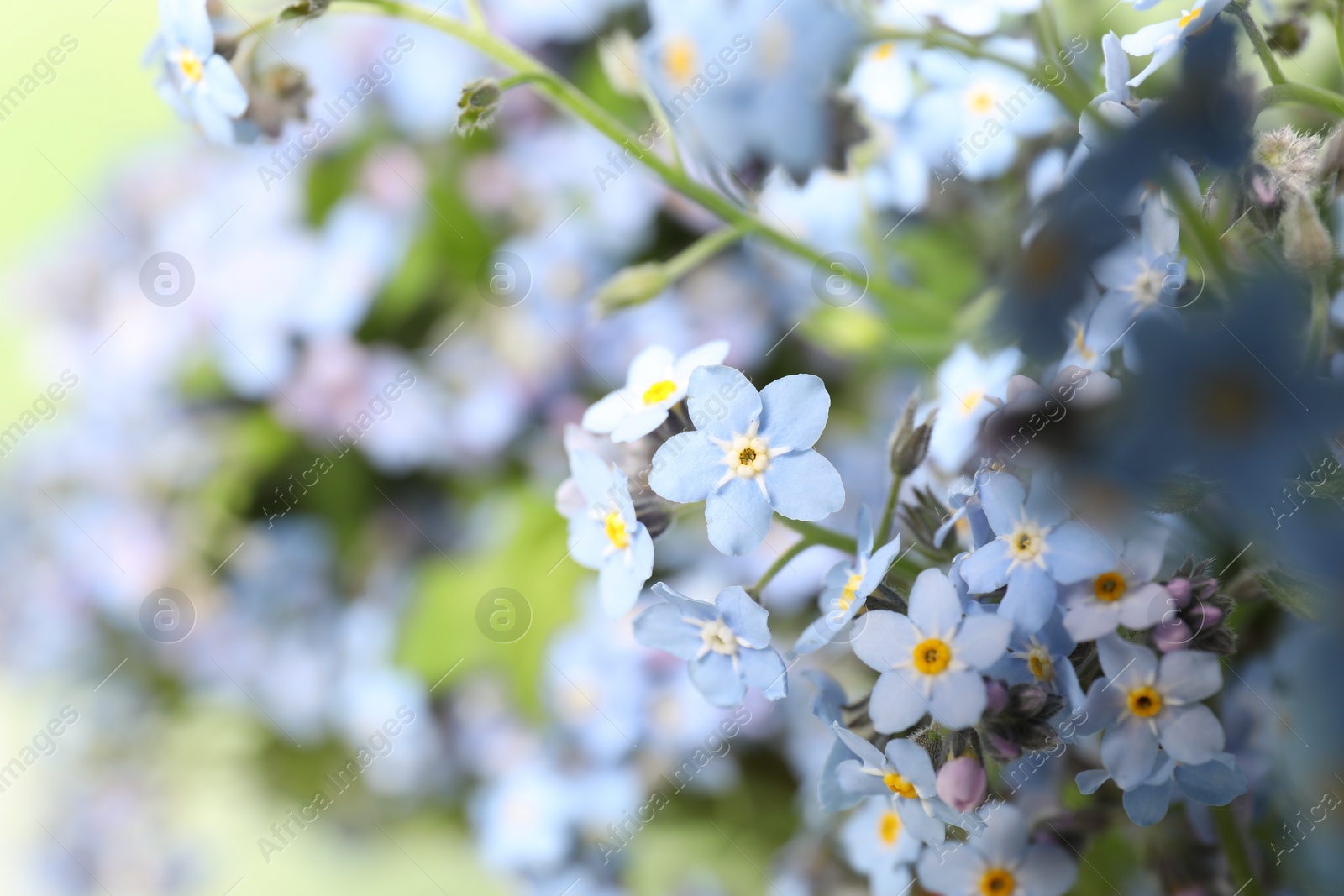 Photo of Beautiful forget-me-not flowers growing outdoors, closeup. Spring season