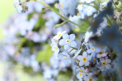 Beautiful forget-me-not flowers growing outdoors, closeup. Spring season