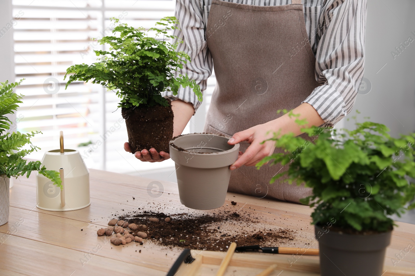 Photo of Woman planting fern at wooden table indoors, closeup