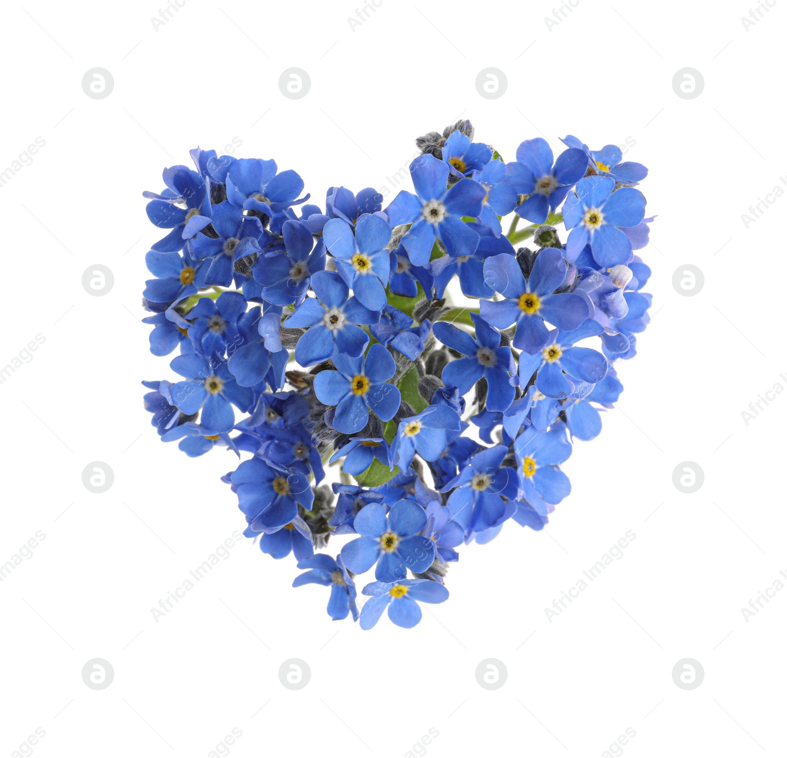 Photo of Heart made with blue Forget-me-not flowers isolated on white