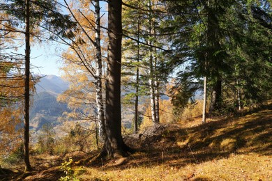 Picturesque view of beautiful forest near mountains on sunny autumn day