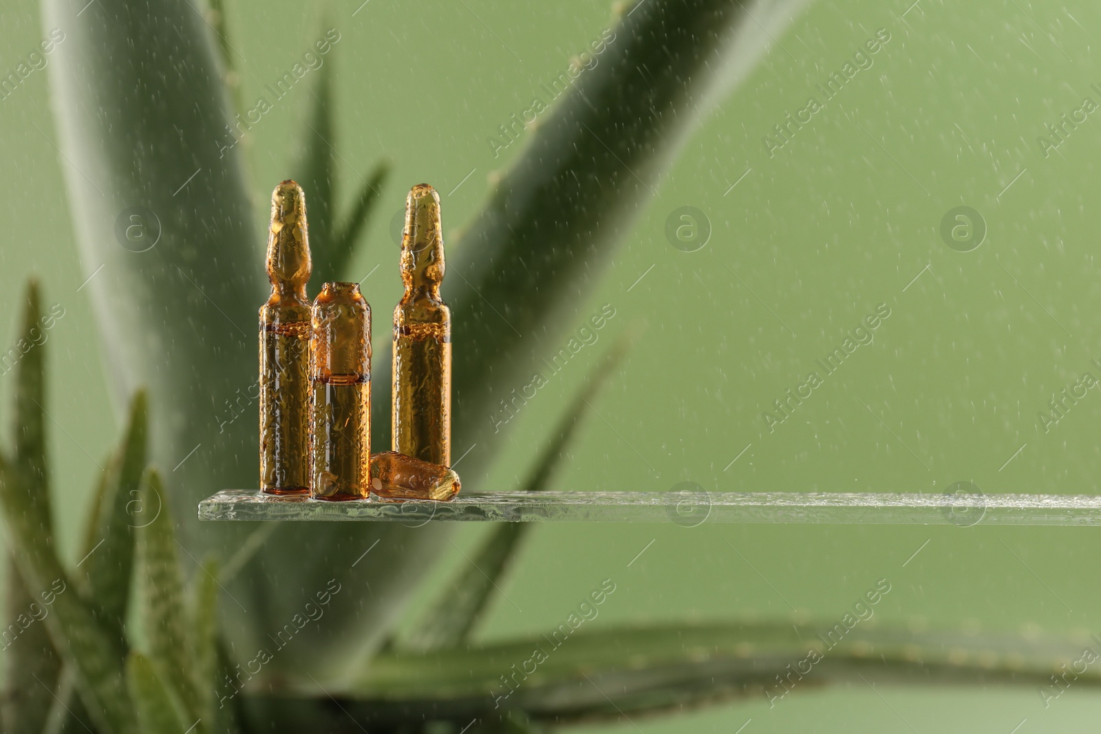 Photo of Wet skincare ampoules near aloe vera on light green background, closeup. Space for text