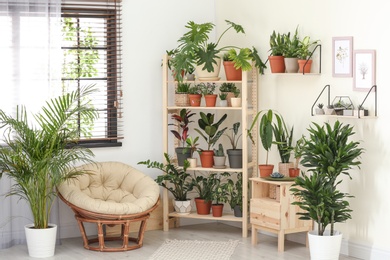 Stylish room interior with different home plants