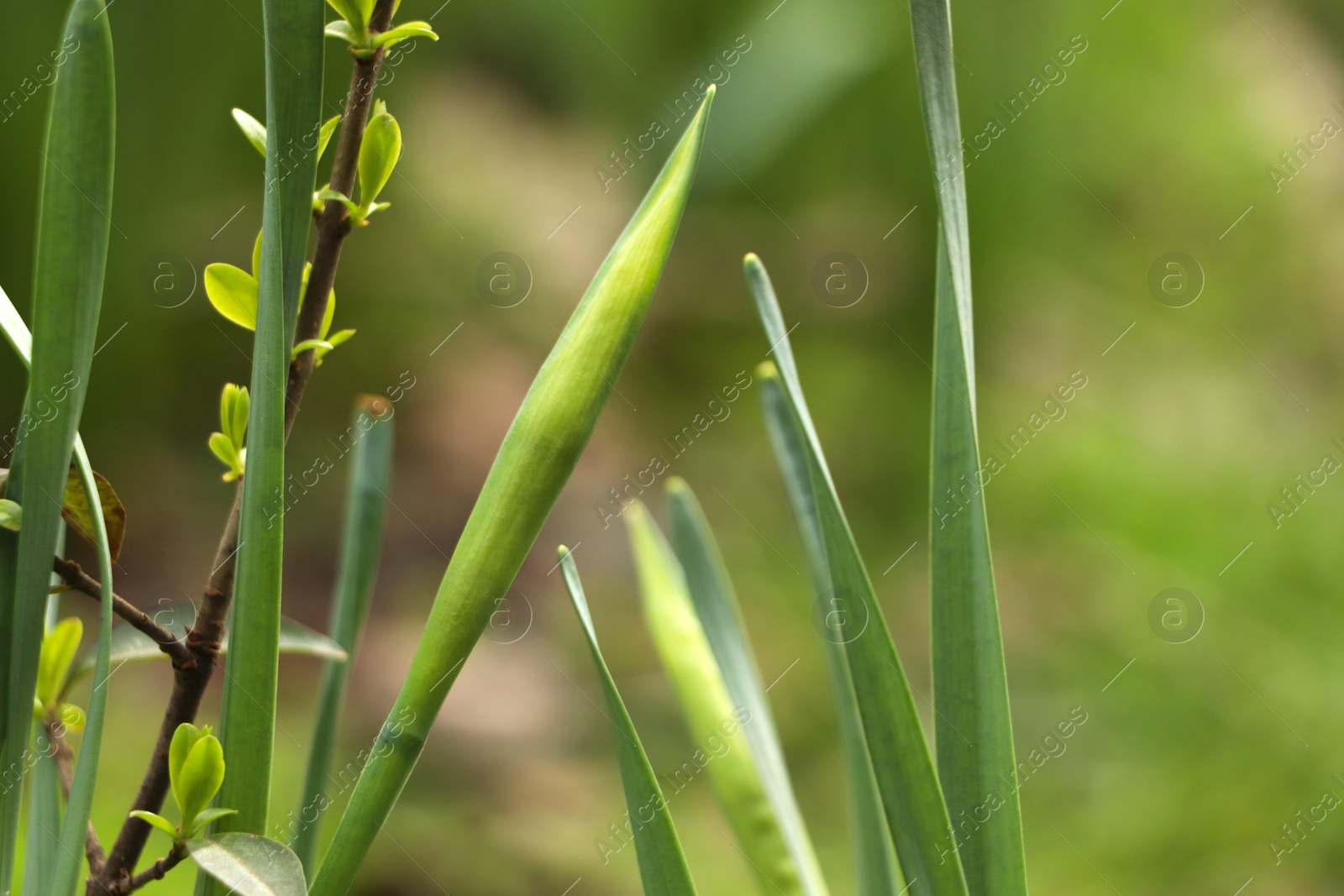 Photo of Daffodil plants growing in garden, closeup. Spring flowers