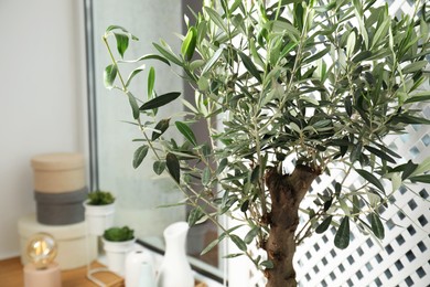 Beautiful olive tree near window indoors, closeup