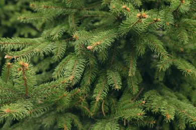 Photo of Closeup view of beautiful conifer tree with small cones